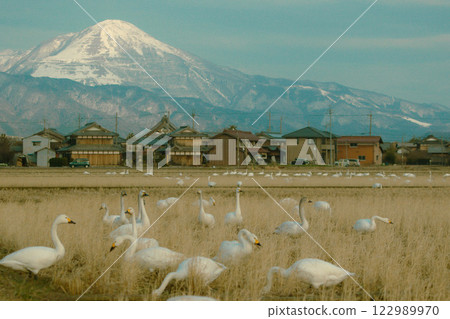 A view of Mt. Ibuki and whooper swans searching for food in a rice field A view of Mt. Ibuki and whooper swans searching for food in a rice field 122989970