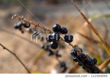Winter fruits of the genus Obajanohige Winter fruits of the genus Obajanohige 122989999