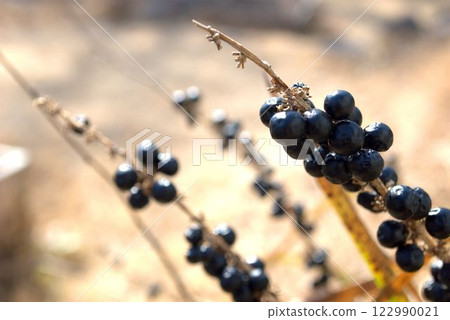 Winter fruits of the genus Obajanohige Winter fruits of the genus Obajanohige 122990021