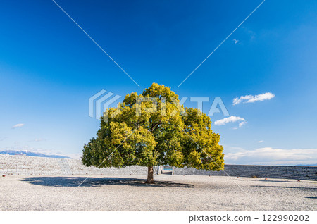 Tree of Otsu Port Symbol Park, Otsu City, Shiga Prefecture 122990202