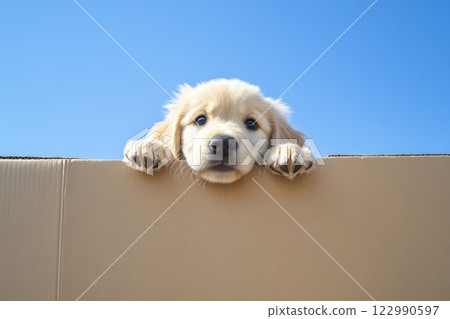 Cute Golden Retriever Puppy Peeking Over Cardboard Box Against Clear Blue Sky 122990597