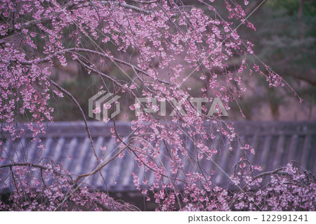 Photographing the cherry blossoms at the Kyoto Imperial Palace in full bloom in spring Photographing the cherry blossoms at the Kyoto Imperial Palace in full bloom in spring 122991241