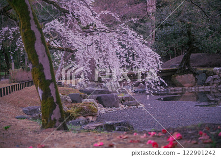 Photographing the cherry blossoms at the Kyoto Imperial Palace in full bloom in spring 122991242