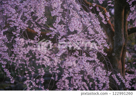 Photographing the cherry blossoms at the Kyoto Imperial Palace in full bloom in spring Photographing the cherry blossoms at the Kyoto Imperial Palace in full bloom in spring 122991260