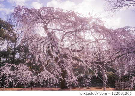 Photographing the cherry blossoms at the Kyoto Imperial Palace in full bloom in spring 122991265