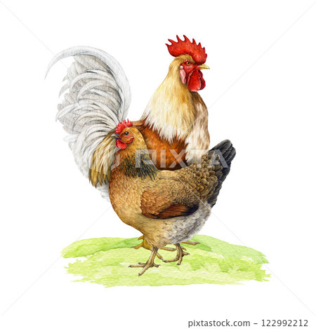 Chicken family group on grassy ground watercolor illustration. Hand drawn beautiful rooster with hen standing on grassy ground. Farm birds vintage style illustration isolated on white background Chicken family group on grassy ground watercolor illustration. Hand drawn beautiful rooster with hen standing on grassy ground. Farm birds vintage style illustration isolated on white background 122992212