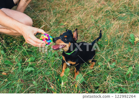 Happy dog running outdoors with ball dog toy in mouth. Active pet enjoying summertime outdoors. Puppy in green meadow playful companionship 122992264