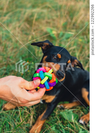 Deutscher Jagdterrier dog playing outside with ball. Terrier playing with colorful toy in grass lawn during summer. Pet humanization Deutscher Jagdterrier dog playing outside with ball. Terrier playing with colorful toy in grass lawn during summer. Pet humanization 122992266