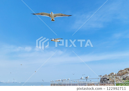 [青森縣八戶市鹿島]海貓繁殖地的春天 122992711