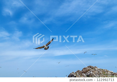 [青森縣八戶市鹿島]海貓繁殖地的春天 122992713