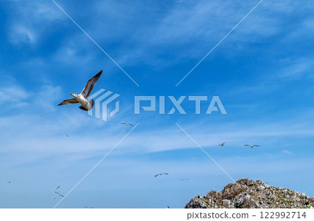 [青森縣八戶市鹿島]海貓繁殖地的春天 122992714