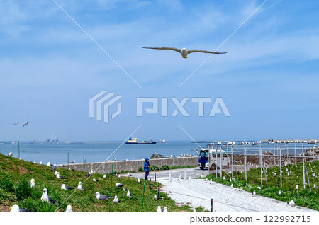[青森縣八戶市鹿島]海貓繁殖地的春天 122992715