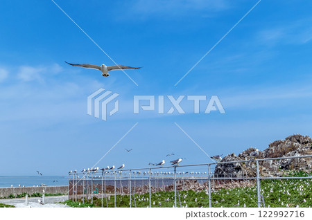 [青森縣八戶市鹿島]海貓繁殖地的春天 122992716