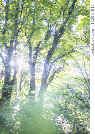 Beech forest - Fresh greenery and eco-image (Oyamakiyazawa mountain stream) 122993012