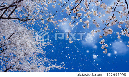 藍天和櫻桃暴風雪 122993098
