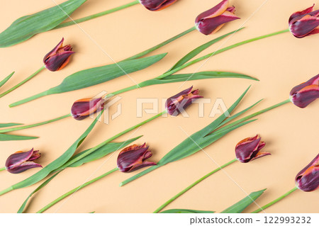 Spring composition on beige background of flowers of burgundy tulips with a place for text. Happy Mother's Day greeting card, happy Valentine's Day, March 8th, happy birthday Spring composition on beige background of flowers of burgundy tulips with a place for text. Happy Mother's Day greeting card, happy Valentine's Day, March 8th, happy birthday 122993232