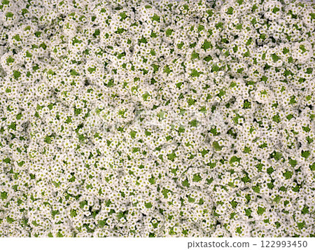 香雪球花苗 122993450