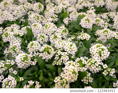 香雪球花苗 香雪球花苗 122993451