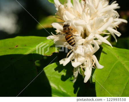 Honey bee on Robusta coffee blossom on tree plant with green leaf with black color in background. Petals and white stamens of blooming flowers 122993538