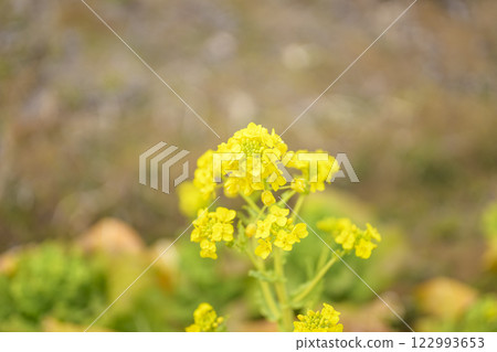 Rape blossoms, spring flowers, image Rape blossoms, spring flowers, image 122993653