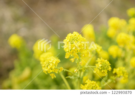油菜花，春天的花朵，圖像 122993870
