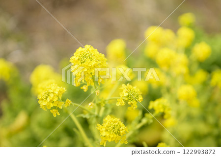 油菜花，春天的花朵，圖像 122993872