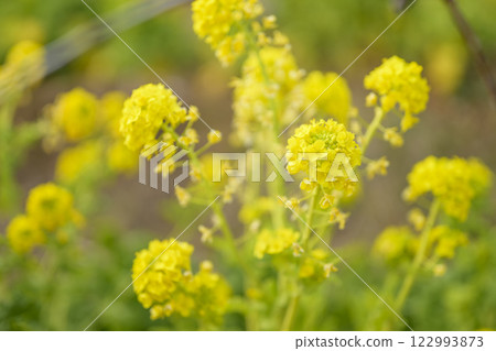 Rape blossoms, spring flowers, image 122993873