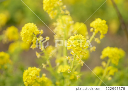 油菜花，春天的花朵，圖像 122993876
