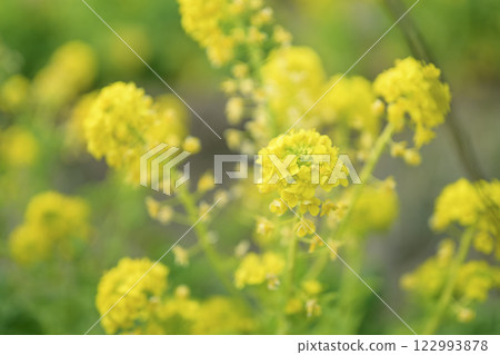 油菜花,春天的花朵,圖像 油菜花,春天的花朵,圖像 122993878