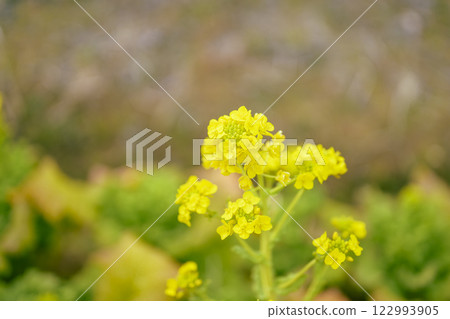 油菜花,春天的花朵,圖像 油菜花,春天的花朵,圖像 122993905