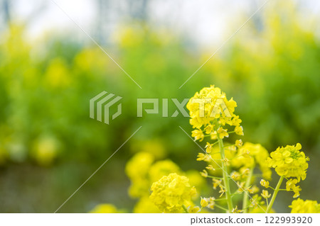 油菜花,春天的花朵,圖像 油菜花,春天的花朵,圖像 122993920