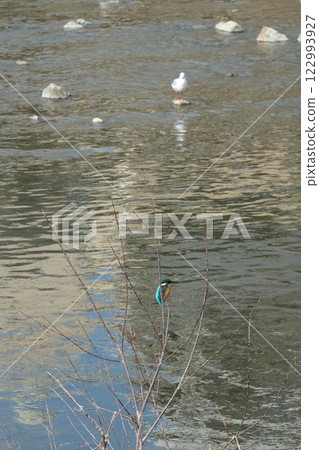鴨川上的翠鳥與紅頭鷗 122993927