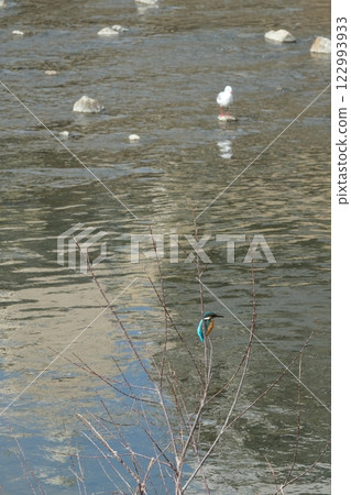 鴨川上的翠鳥與紅頭鷗 122993933