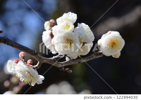 梅（多摩牡丹） 122994030