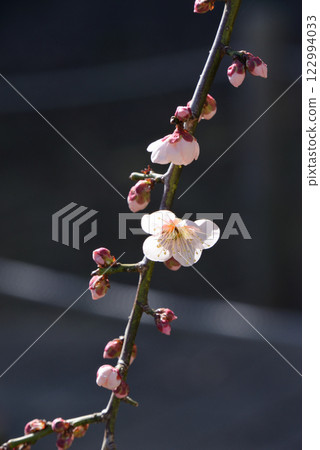 Plum (Gurefuku Shidare) 122994033