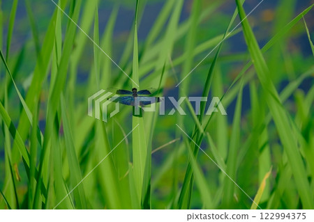 Butterfly dragonfly at Tairanosawa Pond Butterfly dragonfly at Tairanosawa Pond 122994375