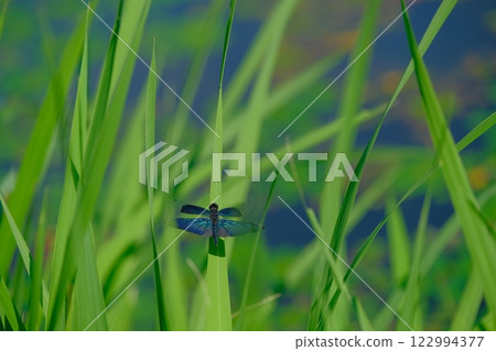 平之澤池塘的蜻蜓 平之澤池塘的蜻蜓 122994377