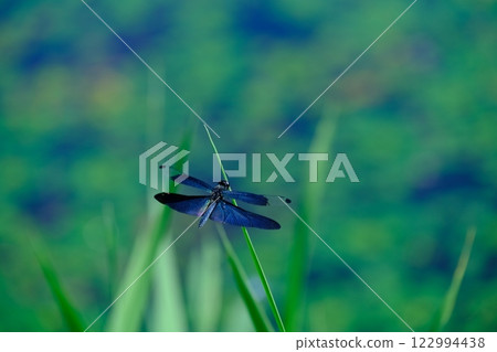 Butterfly dragonfly at Tairanosawa Pond Butterfly dragonfly at Tairanosawa Pond 122994438
