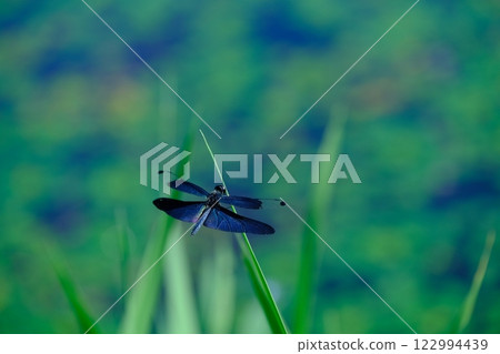 Butterfly dragonfly at Tairanosawa Pond Butterfly dragonfly at Tairanosawa Pond 122994439