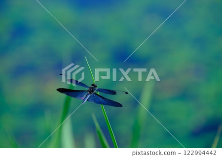 平之澤池塘的蜻蜓 122994442