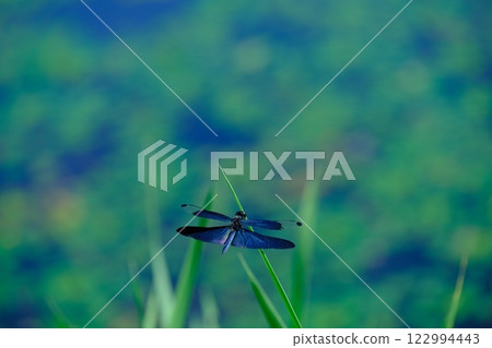 平之澤池塘的蜻蜓 平之澤池塘的蜻蜓 122994443