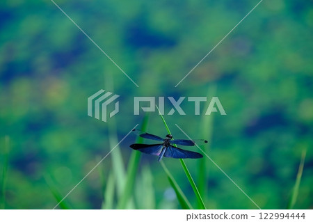 Butterfly dragonfly at Tairanosawa Pond Butterfly dragonfly at Tairanosawa Pond 122994444