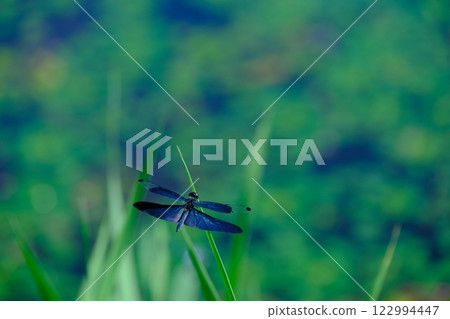 平之澤池塘的蜻蜓 122994447