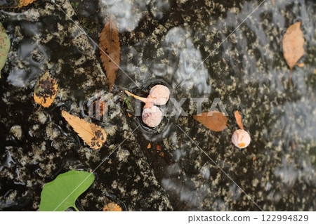 Ginkgo nuts lying on the sidewalk of Yamashita Park Street, Yokohama 122994829