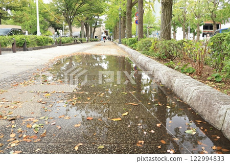 橫濱山下公園路人行道上散落的銀杏果 橫濱山下公園路人行道上散落的銀杏果 122994833