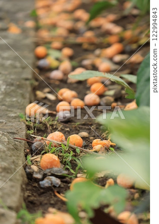 Ginkgo nuts lying on the sidewalk of Yamashita Park Street, Yokohama 122994843