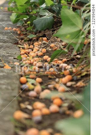 Ginkgo nuts lying on the sidewalk of Yamashita Park Street, Yokohama 122994844