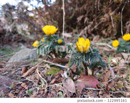 Fukushigusuku Fukujou 122995161