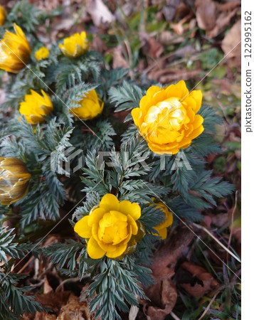 Fukushigusuku Fukujou Fukushigusuku Fukujou 122995162