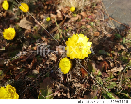 Fukushigusuku Fukujou 122995166